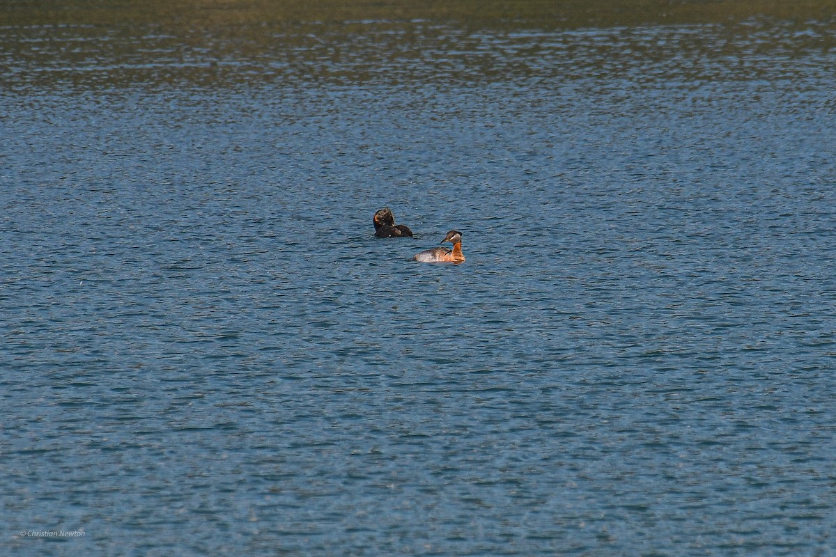 Red-necked Grebe - ML582246431