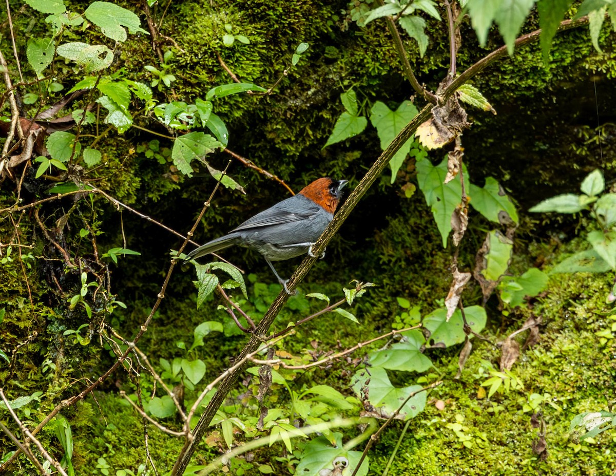 Chestnut-headed Tanager - ML582246541