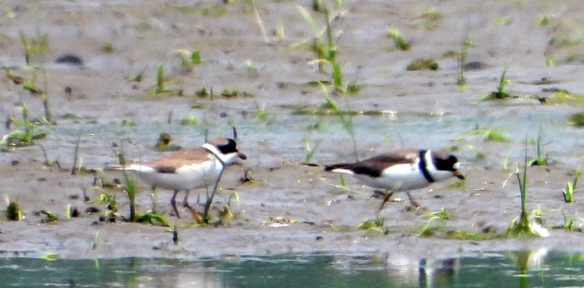 Semipalmated Plover - ML582246601
