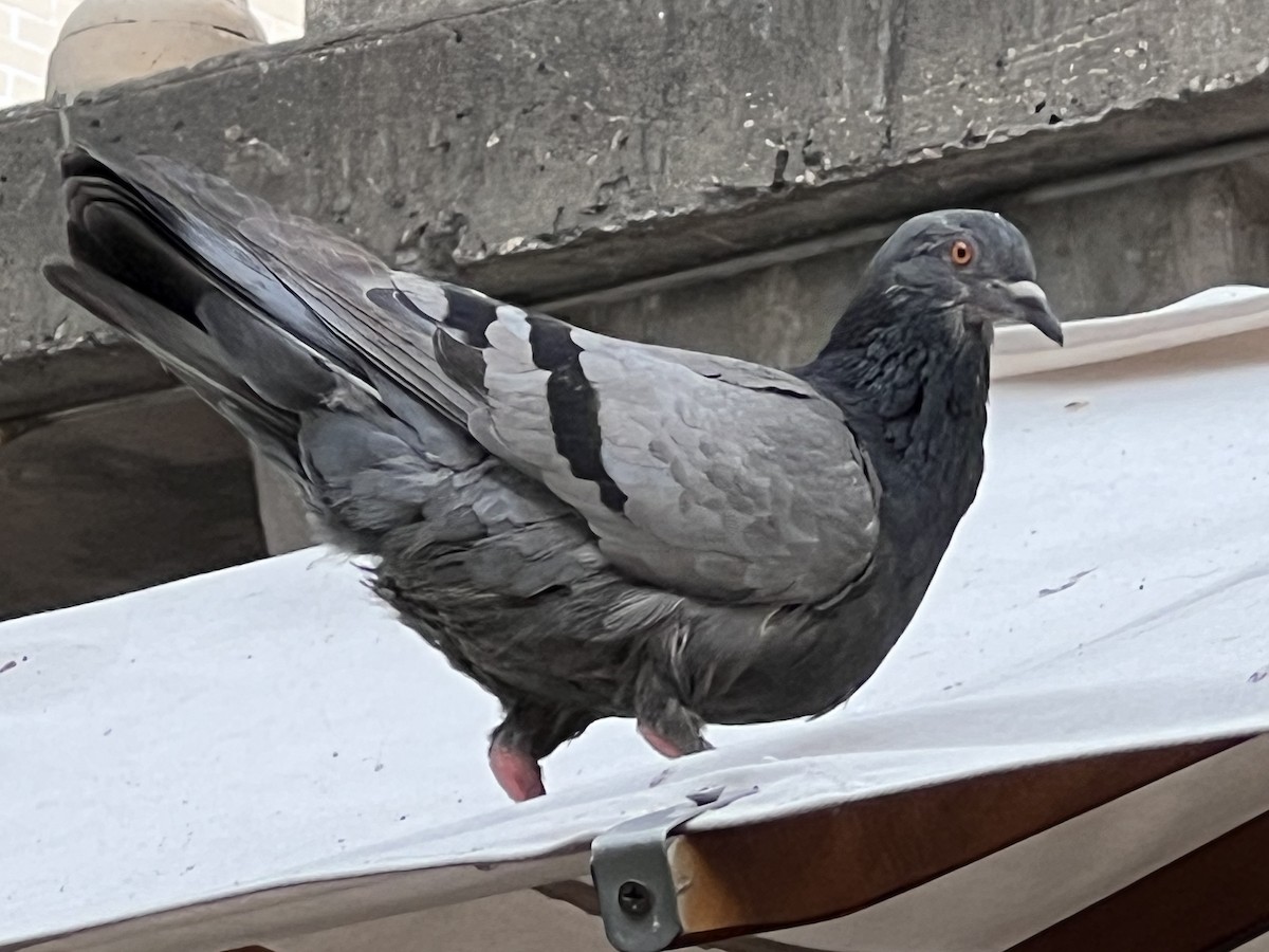 Rock Pigeon (Feral Pigeon) - ML582246641