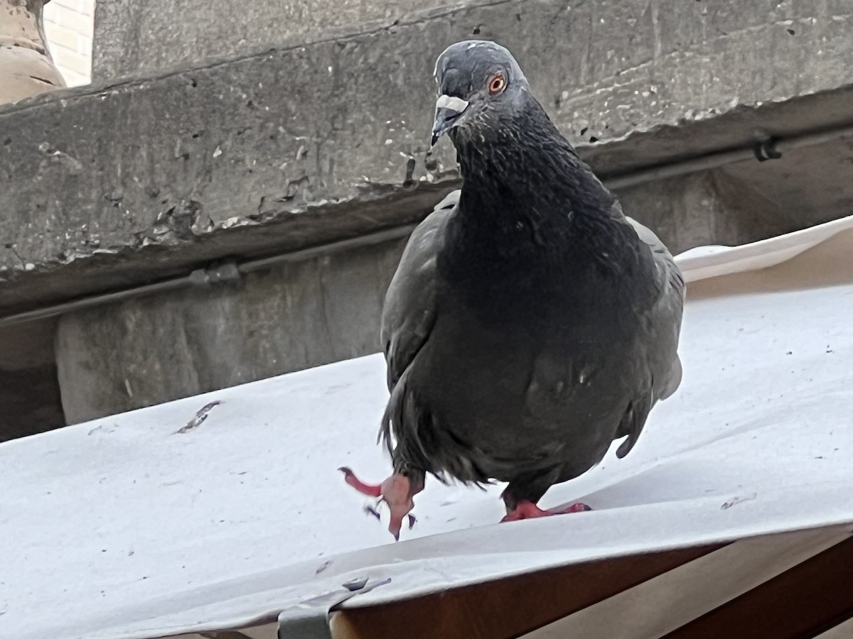 Rock Pigeon (Feral Pigeon) - ML582246651