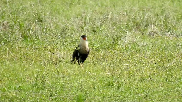 Caracara huppé - ML582246681