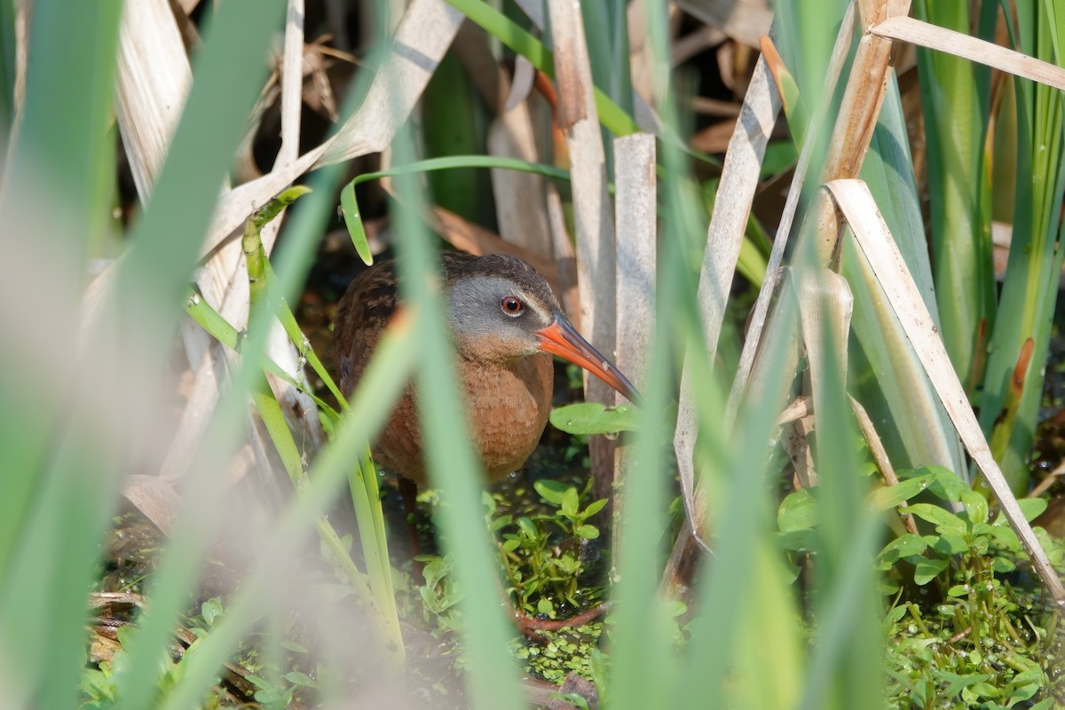 Virginia Rail - ML582246921