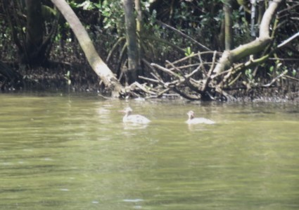 Red-breasted Merganser - ML582247271