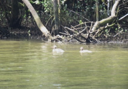 Red-breasted Merganser - Ken Spilios