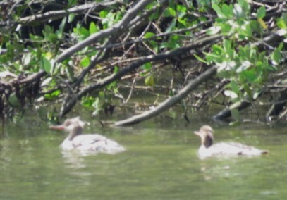 Red-breasted Merganser - ML582247331