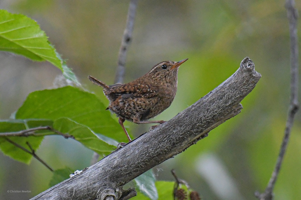 Pacific Wren - ML582247611