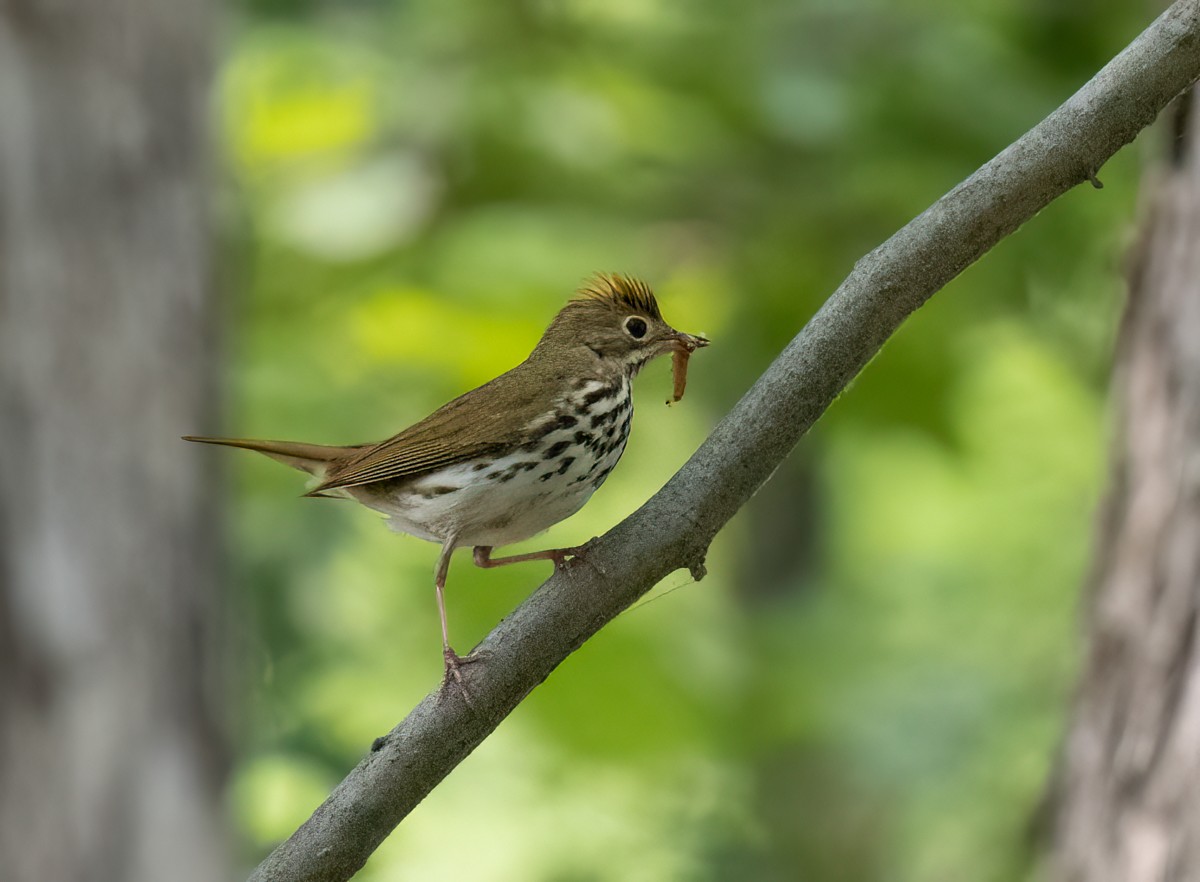 Ovenbird - Thomas Haycraft
