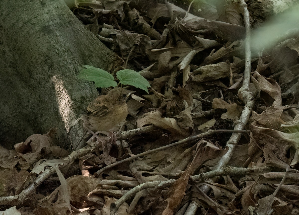 Ovenbird - Thomas Haycraft