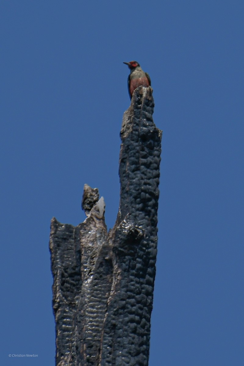 Lewis's Woodpecker - ML582248801