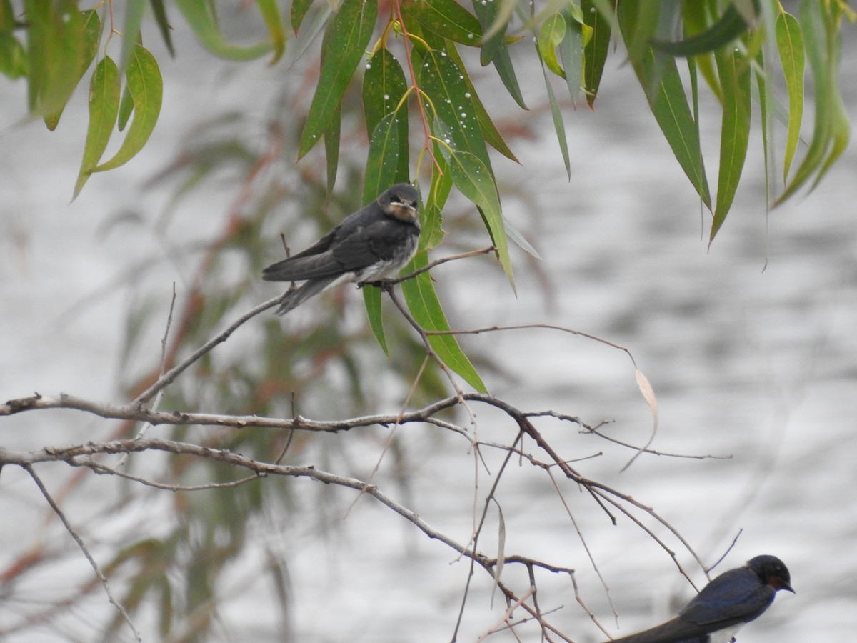 Barn Swallow - ML582249151