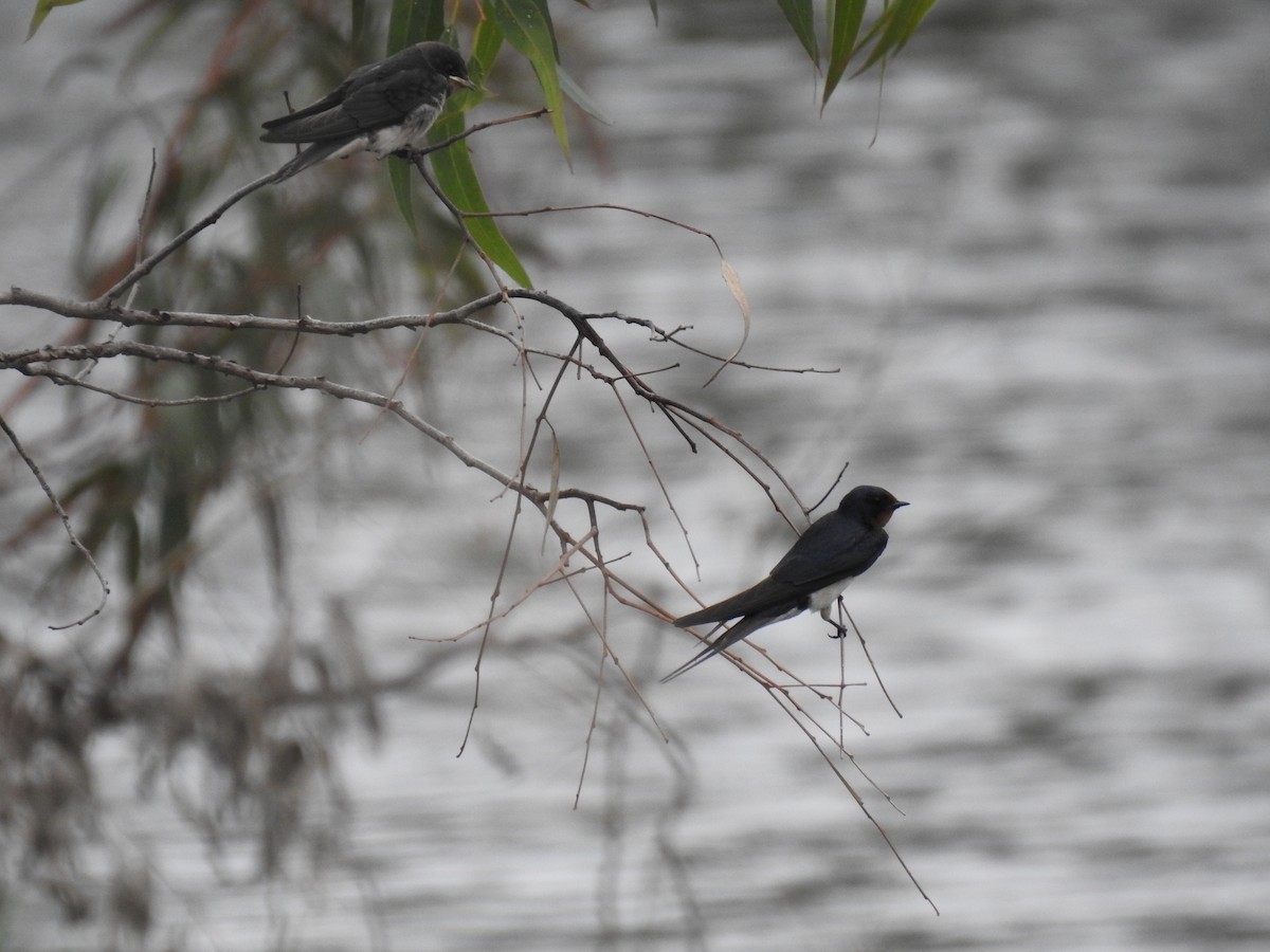 Barn Swallow - ML582249201