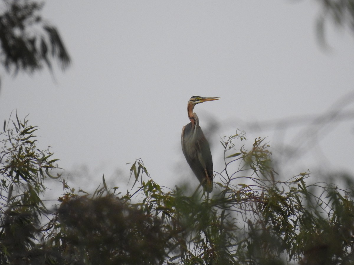 Purple Heron - ML582249381