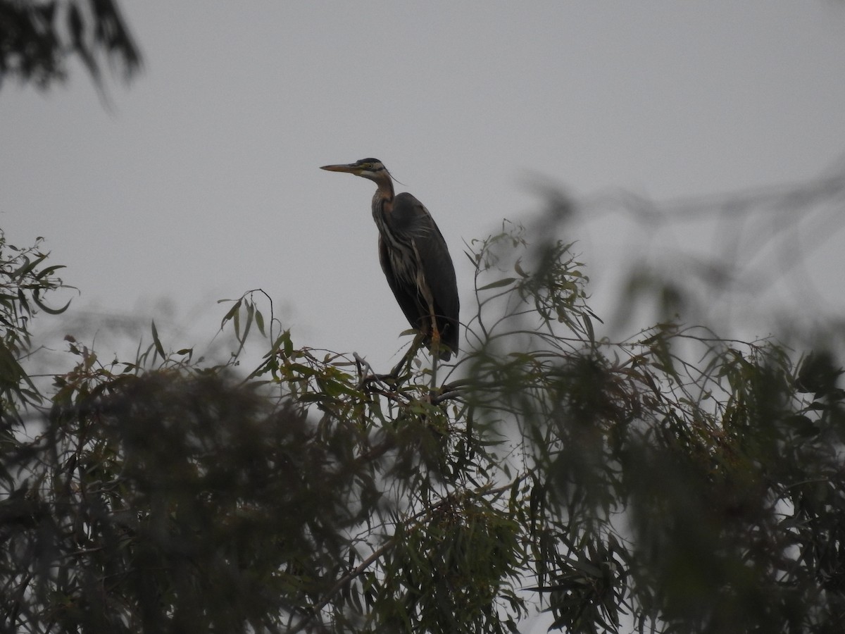 Purple Heron - Nelson Conceição