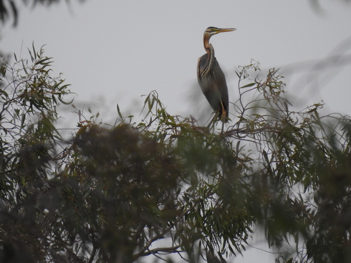 Purple Heron - Nelson Conceição