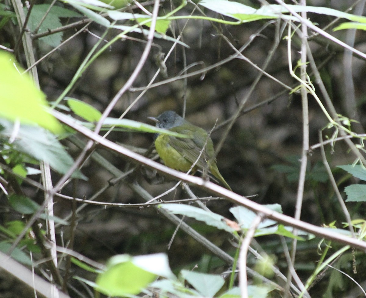 Mourning Warbler - ML582249901