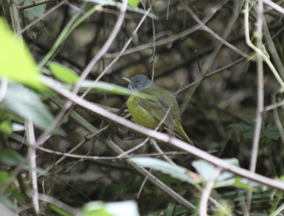 Mourning Warbler - ML582249961