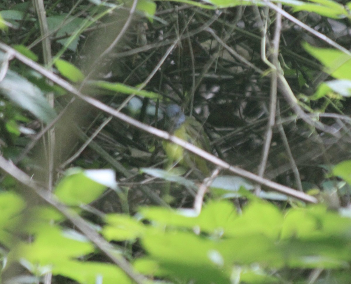 Mourning Warbler - ML582250041