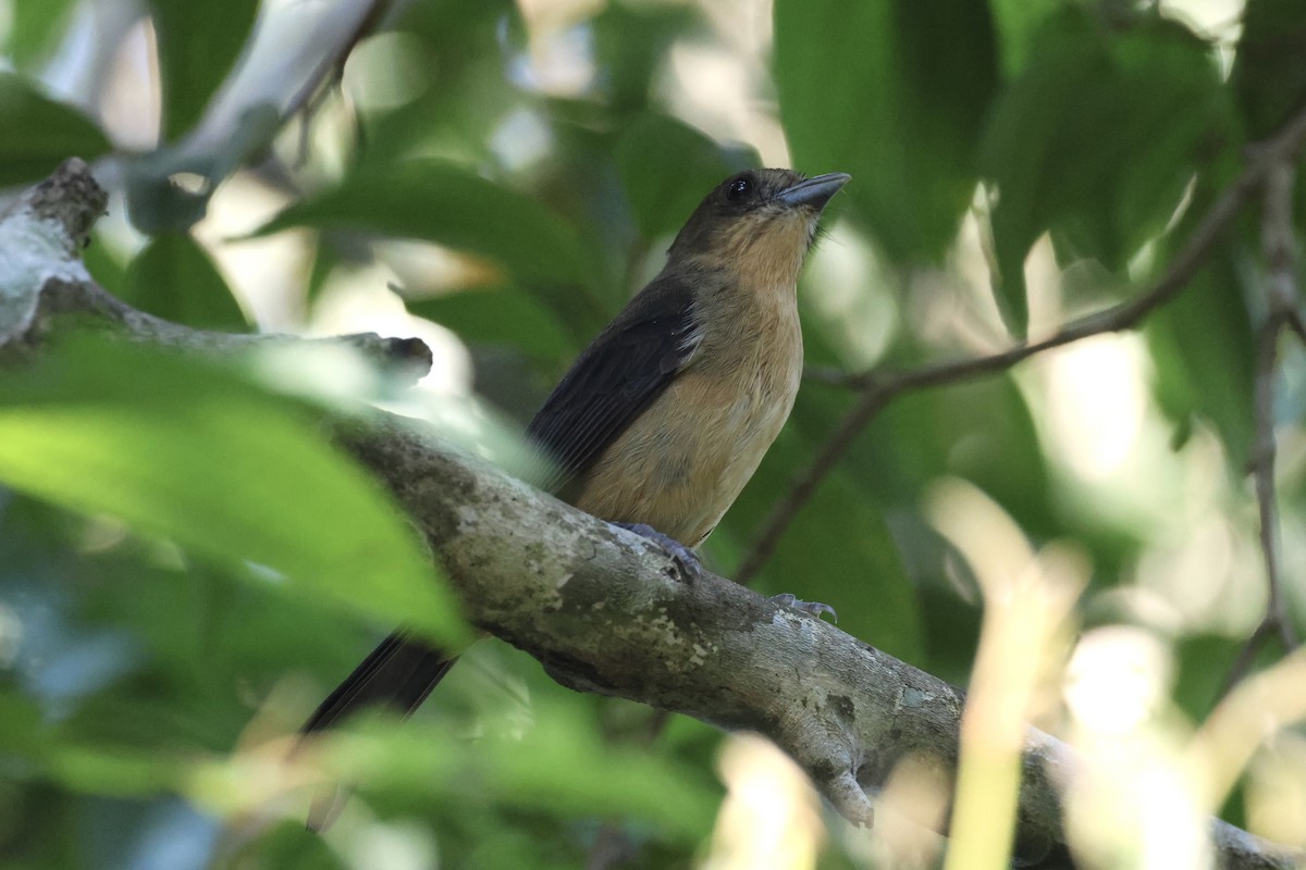 Black-goggled Tanager - Michael McCloy