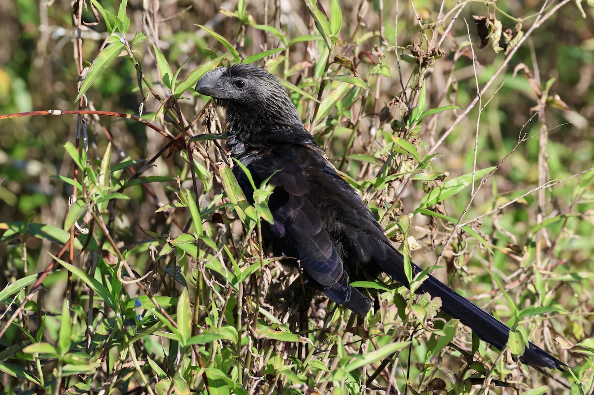 Smooth-billed Ani - Michael McCloy