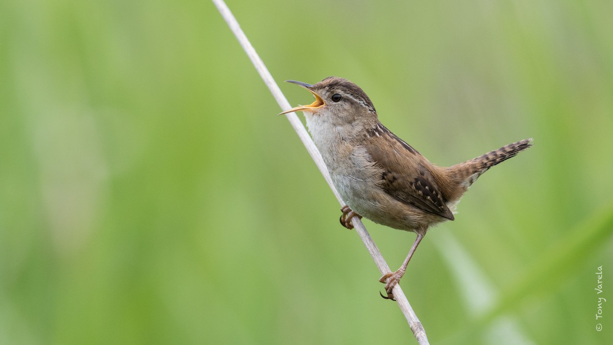 Marsh Wren - Tony V