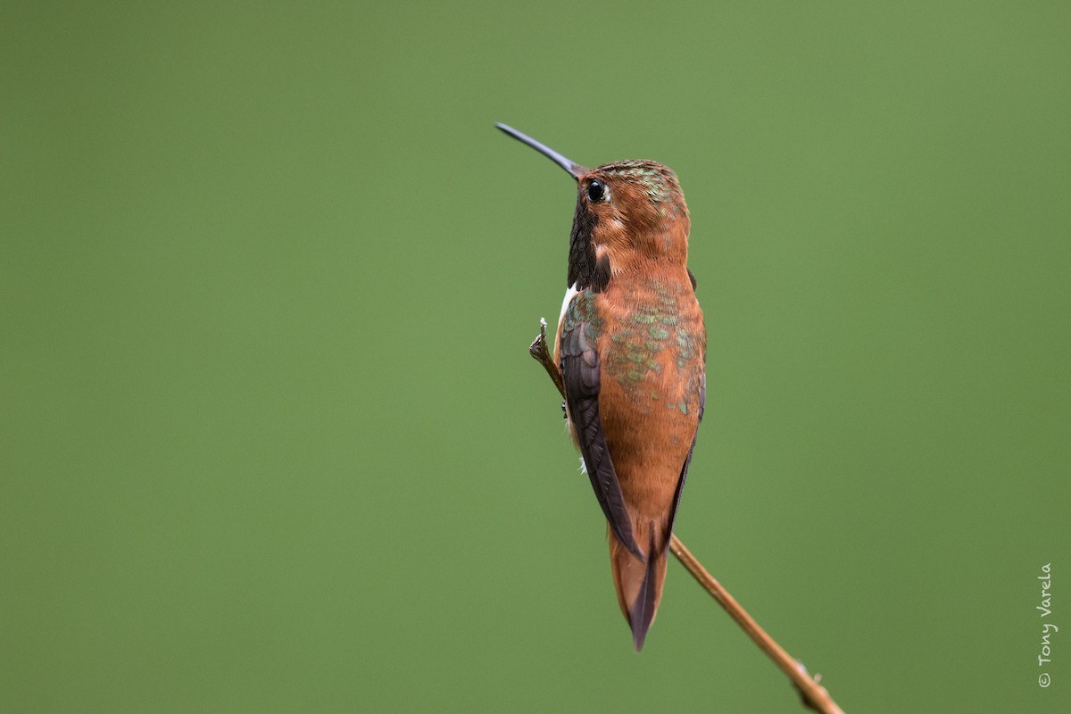 Rufous Hummingbird - Tony V