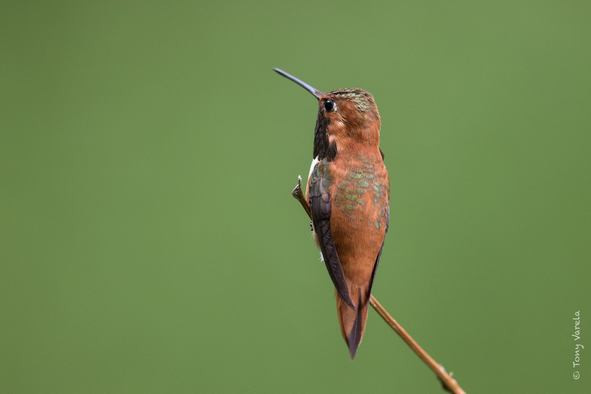 Rufous Hummingbird - ML58225311