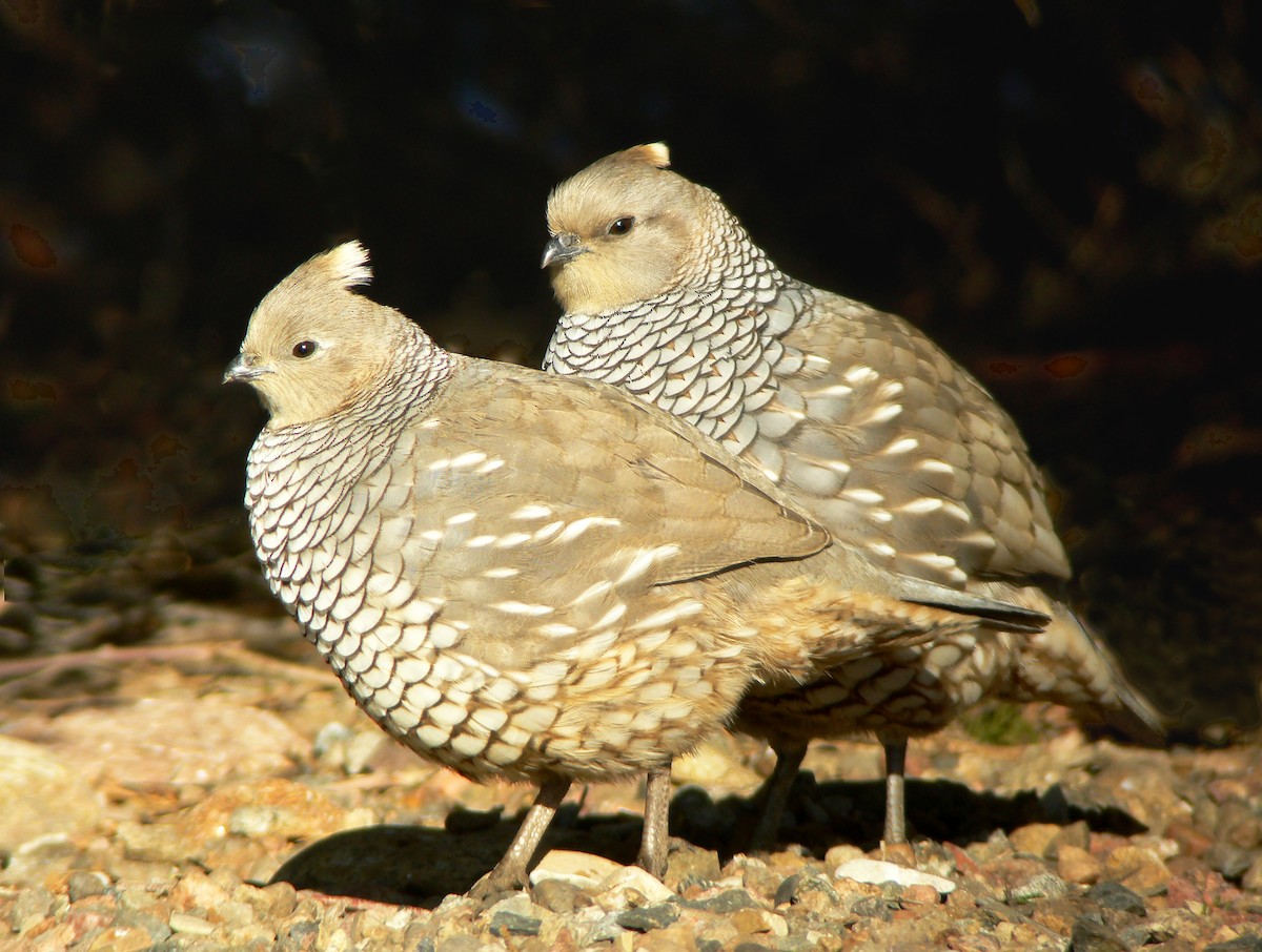 Scaled Quail - Bill Maynard