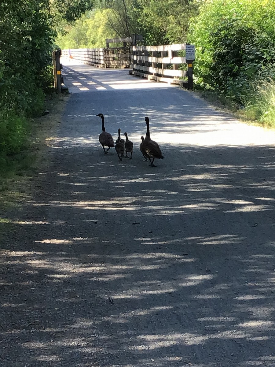 Canada Goose - ML582254681