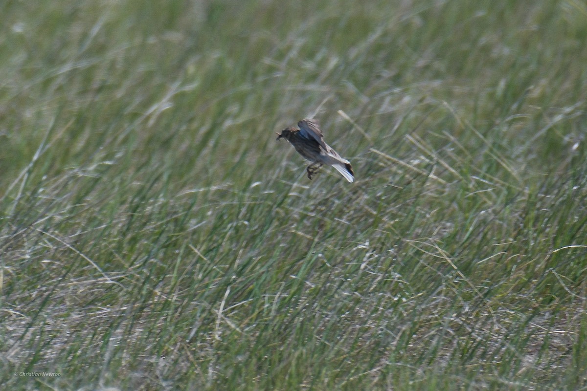 Chestnut-collared Longspur - Christian Newton