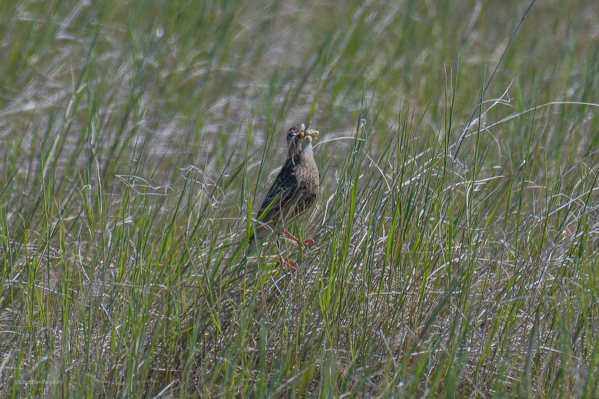 Chestnut-collared Longspur - ML582255121