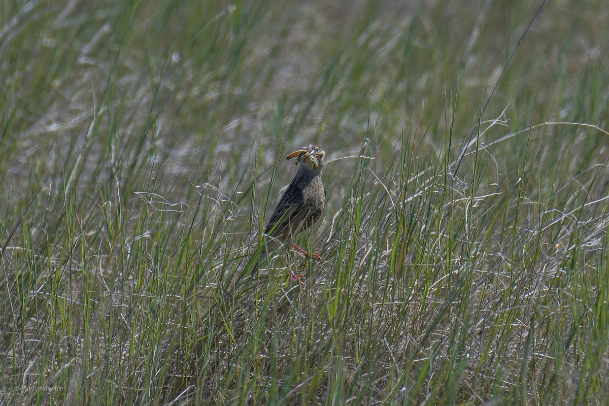 Chestnut-collared Longspur - Christian Newton