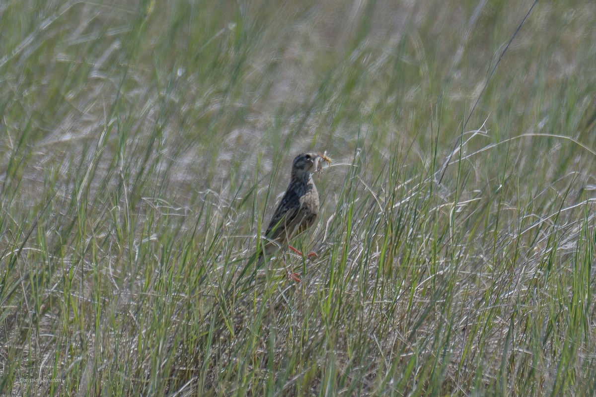 Chestnut-collared Longspur - ML582255141