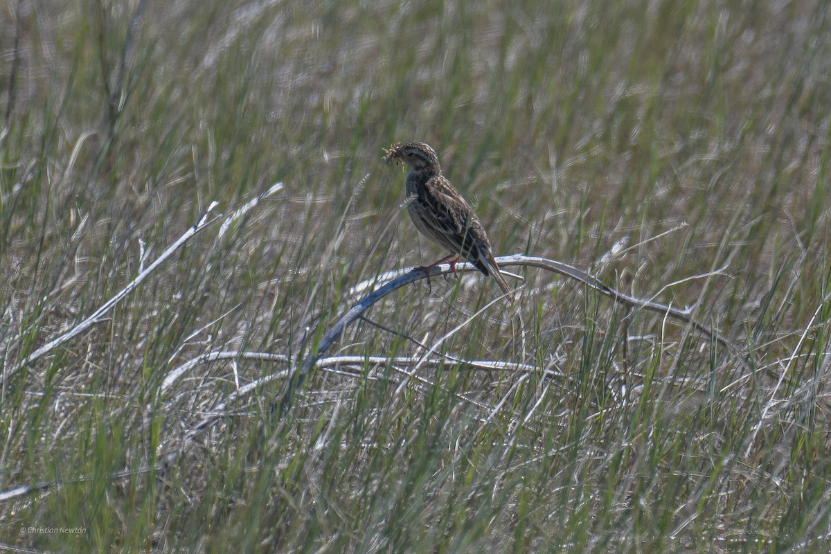 Chestnut-collared Longspur - ML582255161