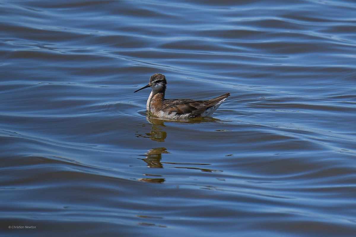 Phalarope à bec étroit - ML582255331