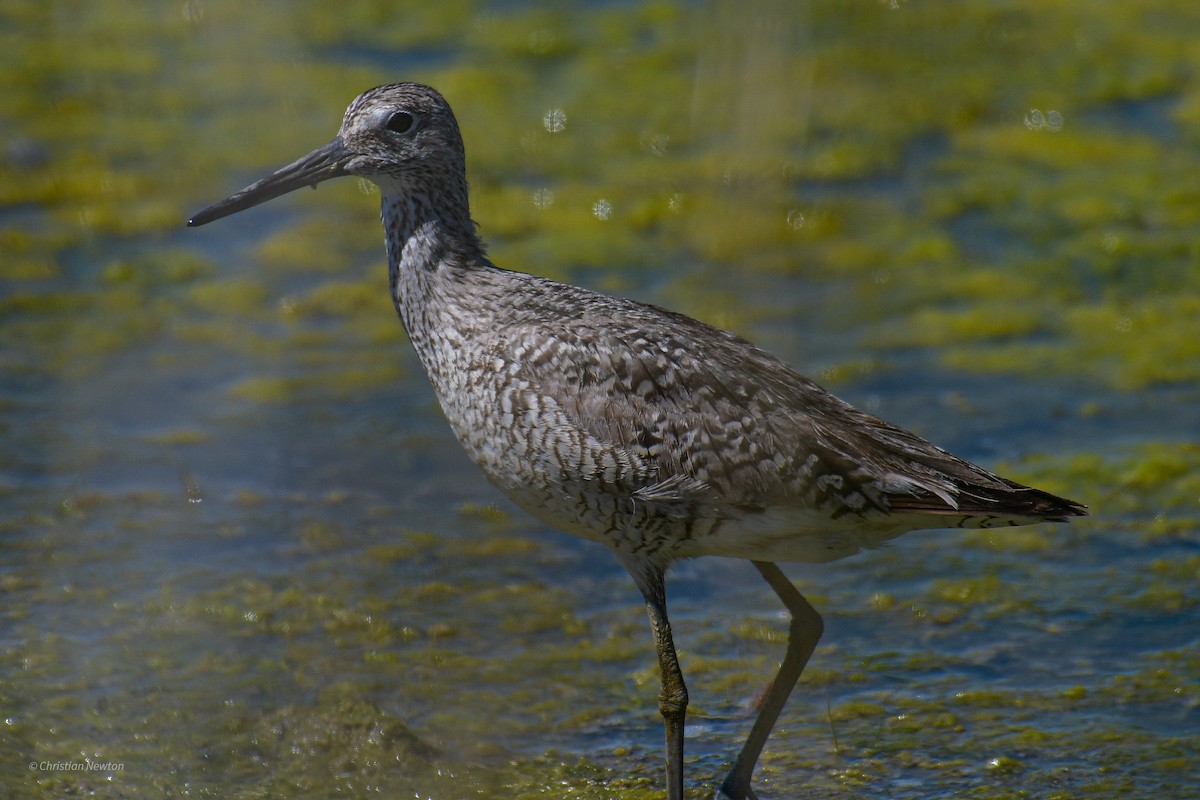 Willet - ML582255431