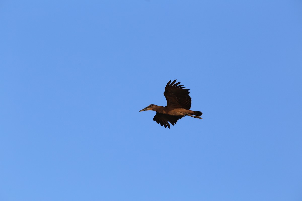 Hamerkop - Rohan van Twest