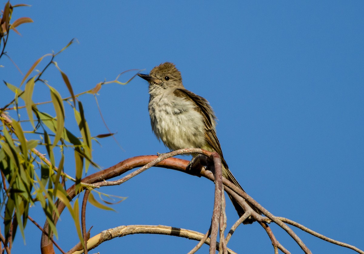 Ash-throated Flycatcher - ML582257091