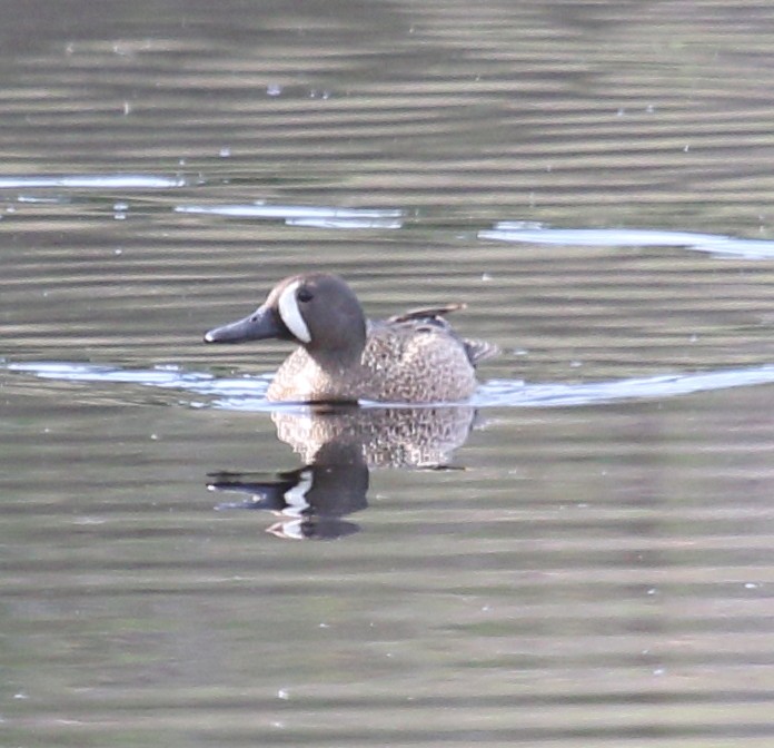 Blue-winged Teal - ML582260591