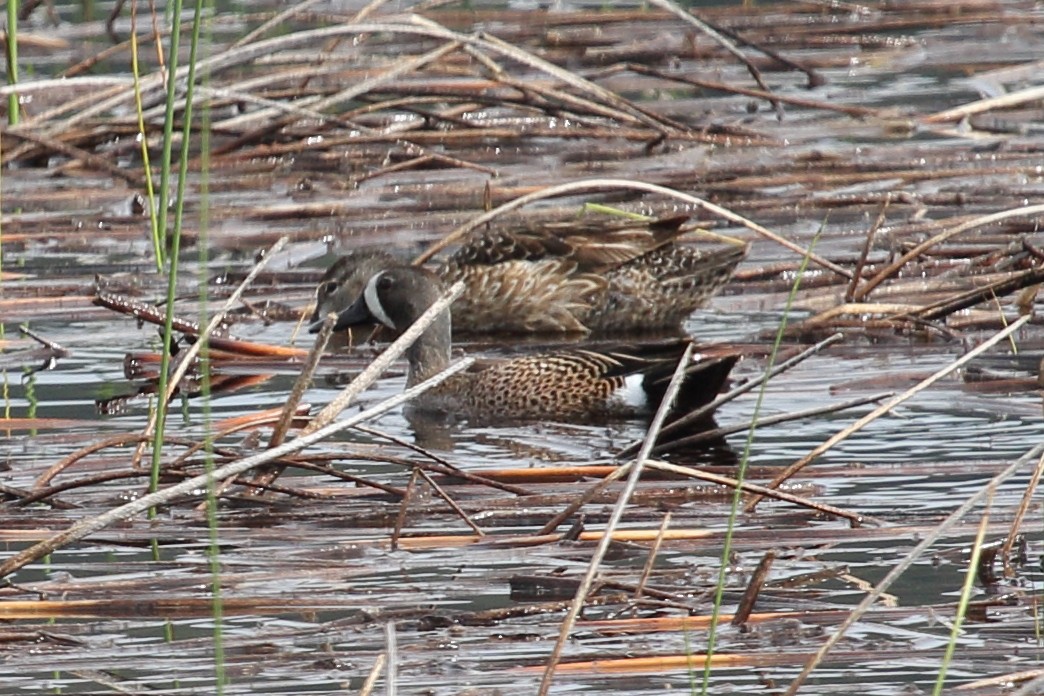 Blue-winged Teal - ML582260601