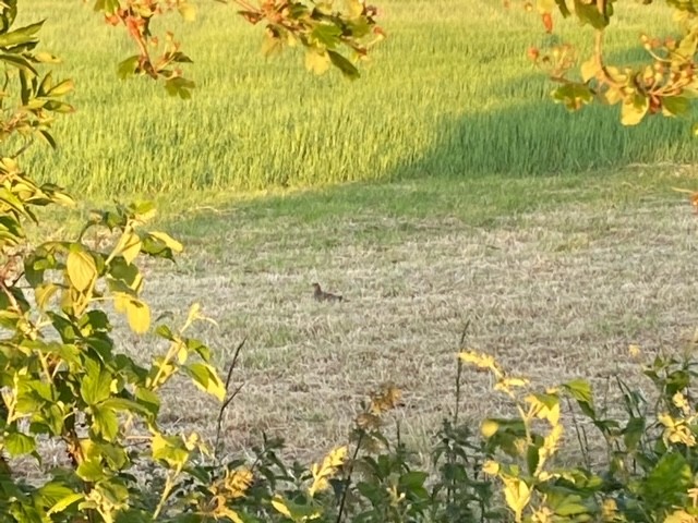 Gray Partridge - Huw Lloyd