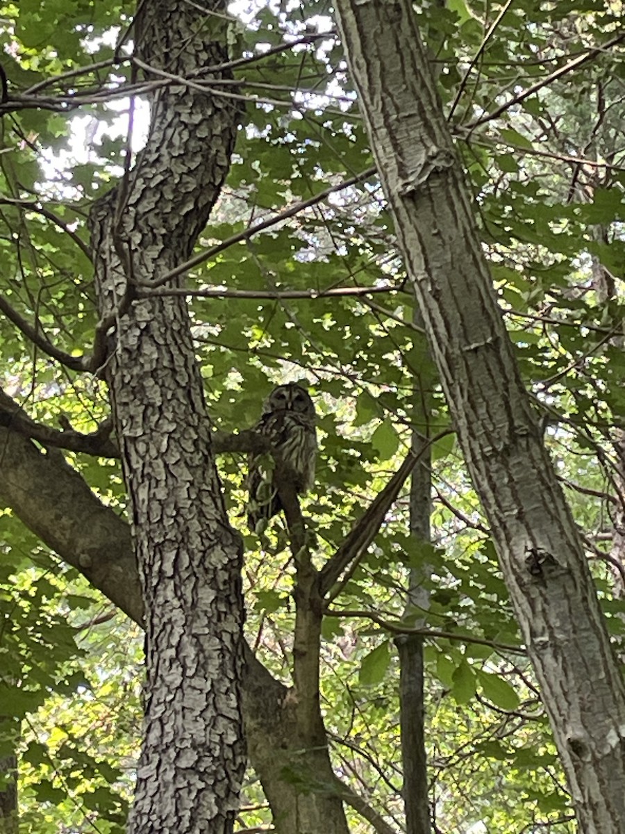 Barred Owl - ML582262961
