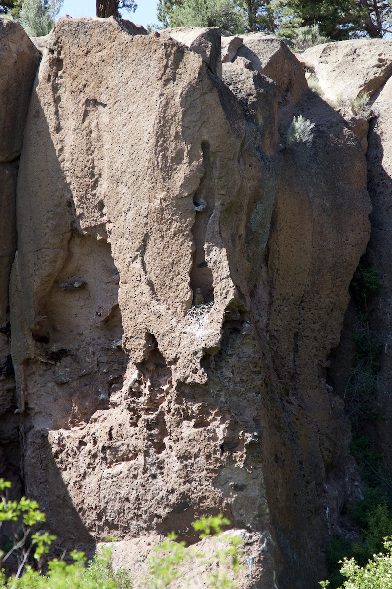 Great Horned Owl - ML582263071