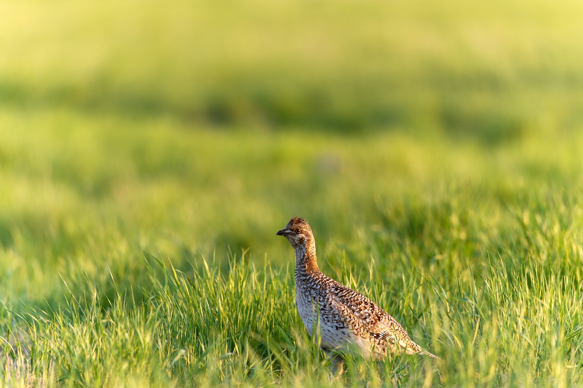 Sharp-tailed Grouse - ML582263791