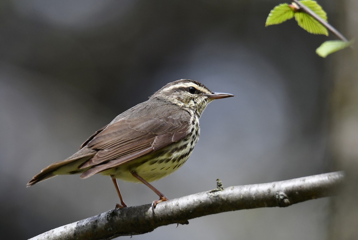 Northern Waterthrush - ML58226401