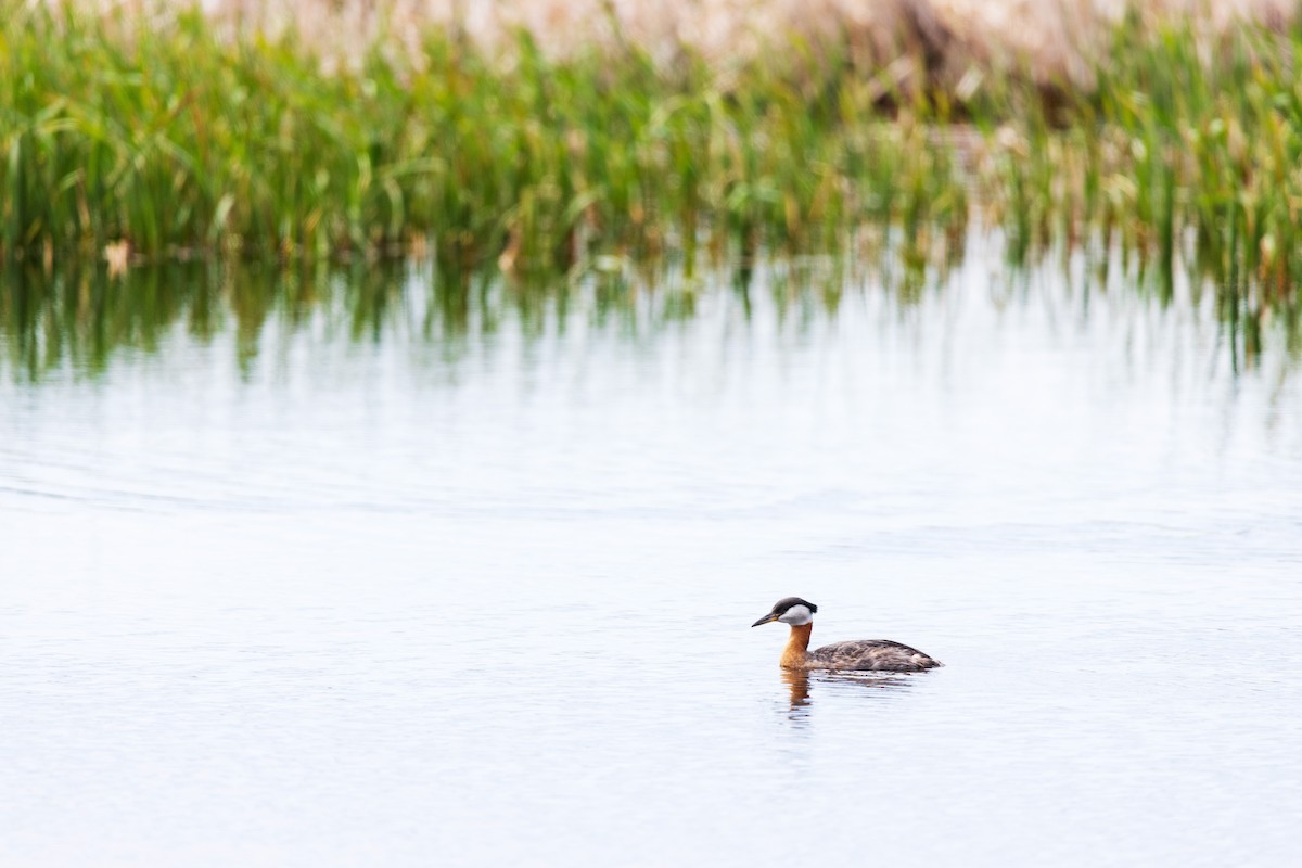 Red-necked Grebe - David Lariviere