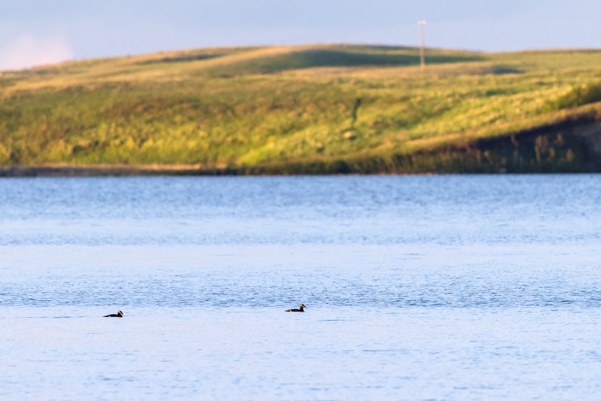 White-winged Scoter - David Lariviere