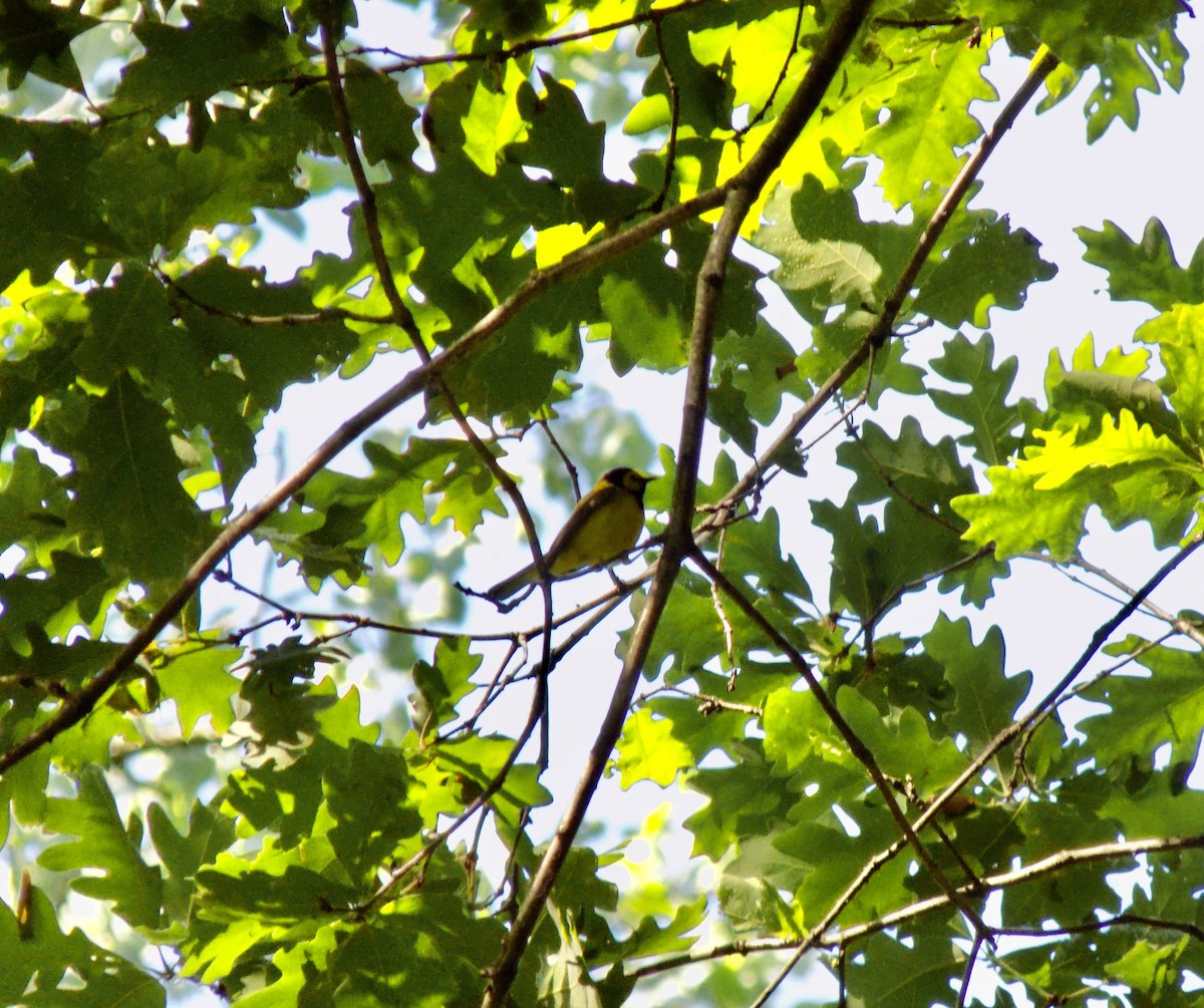 Hooded Warbler - ML582265251