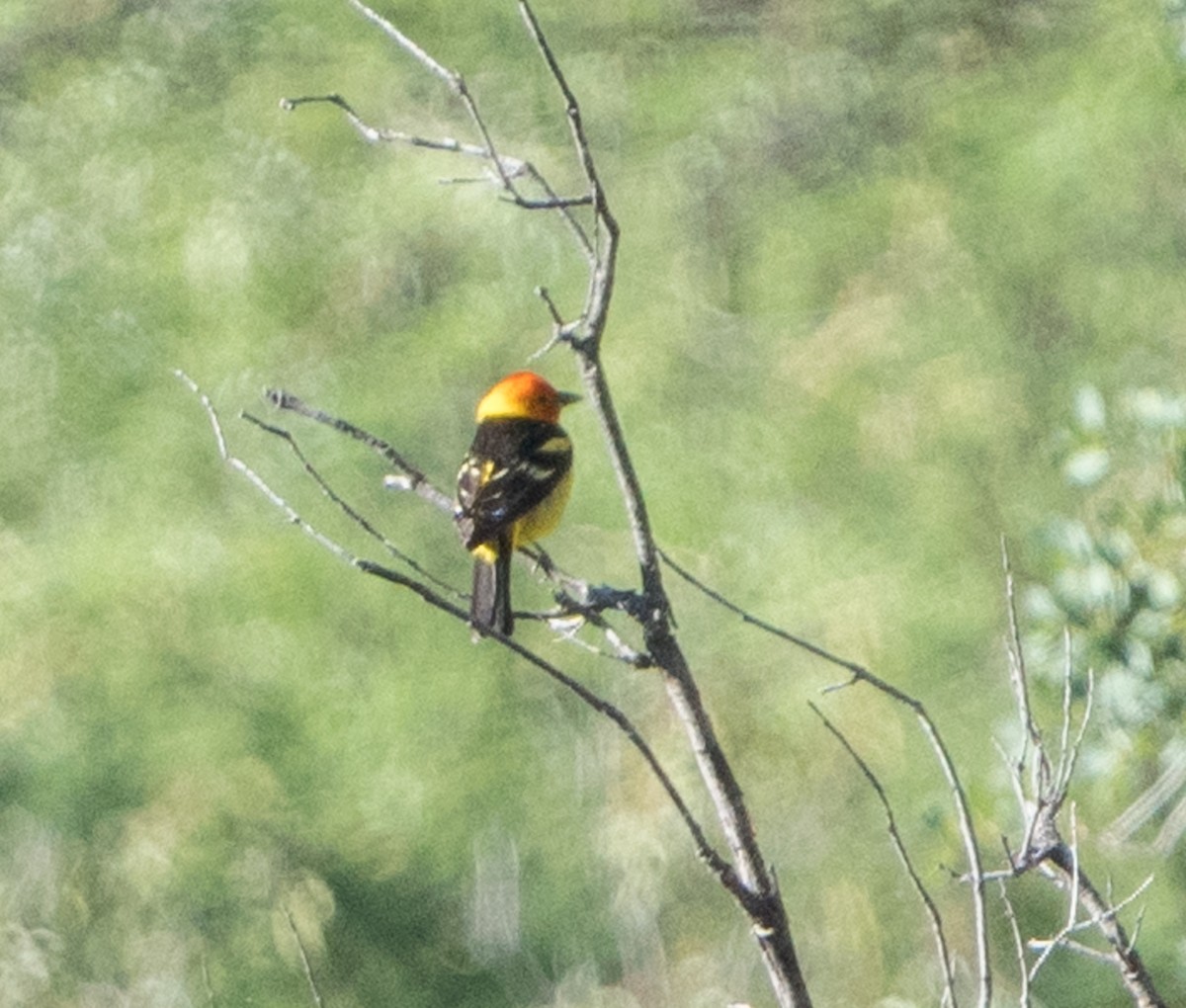 Western Tanager - ML582265271