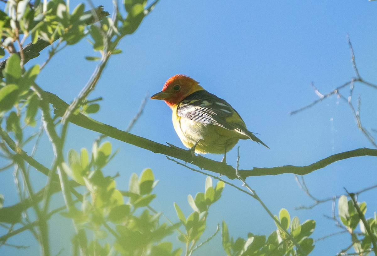 Western Tanager - ML582265471
